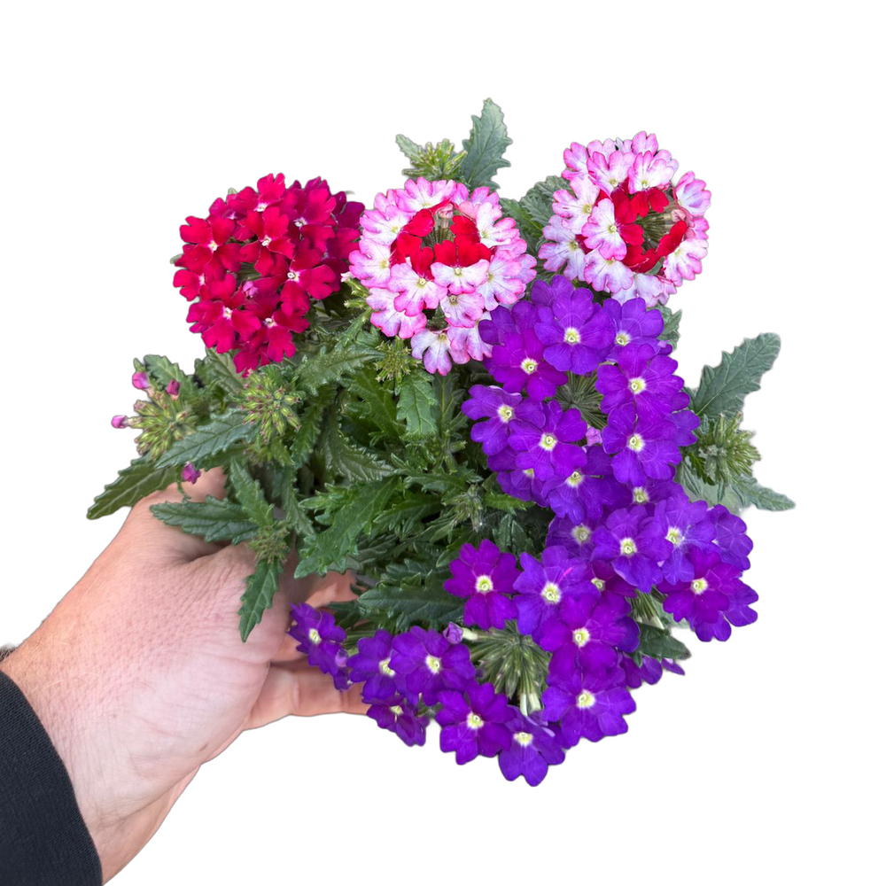 Verbena trio