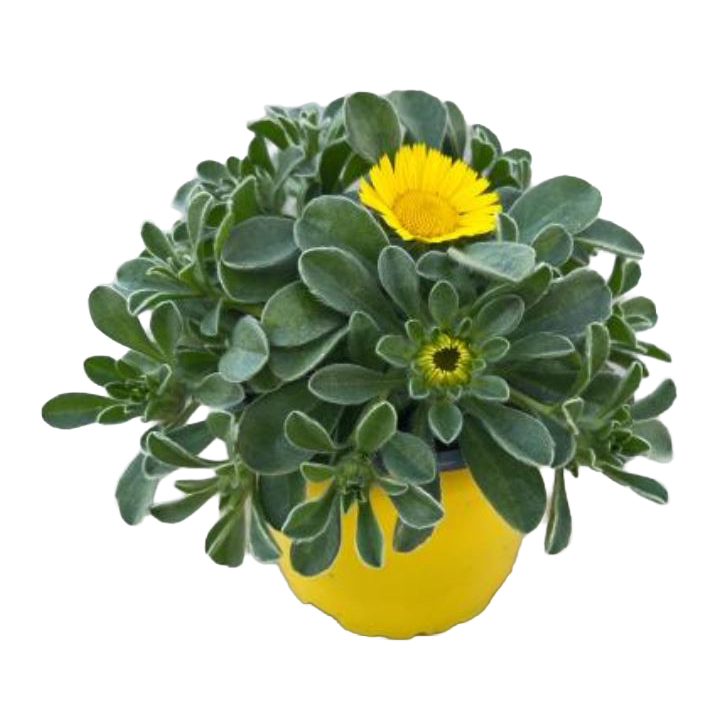 Asteriscus