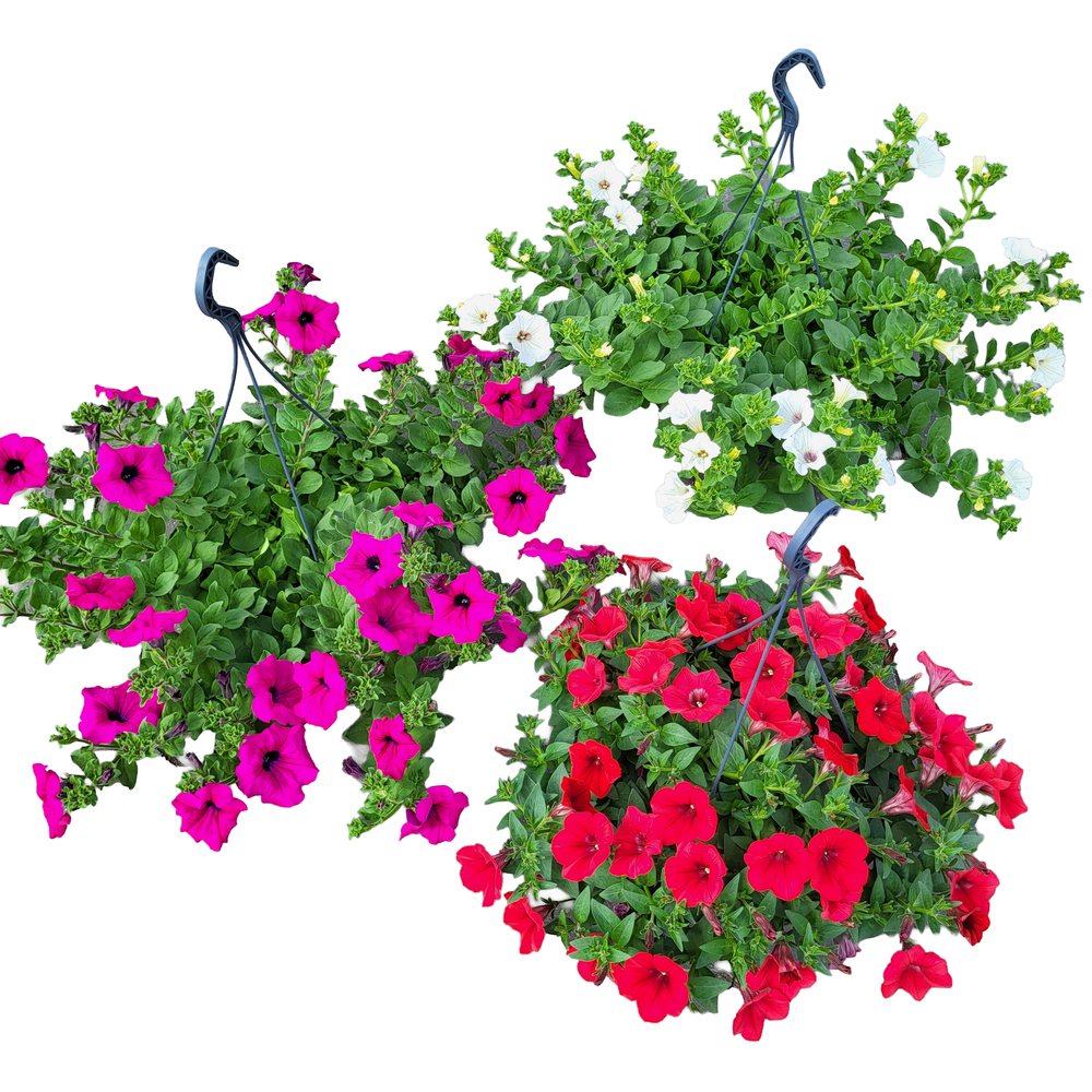 Petunia surfinia