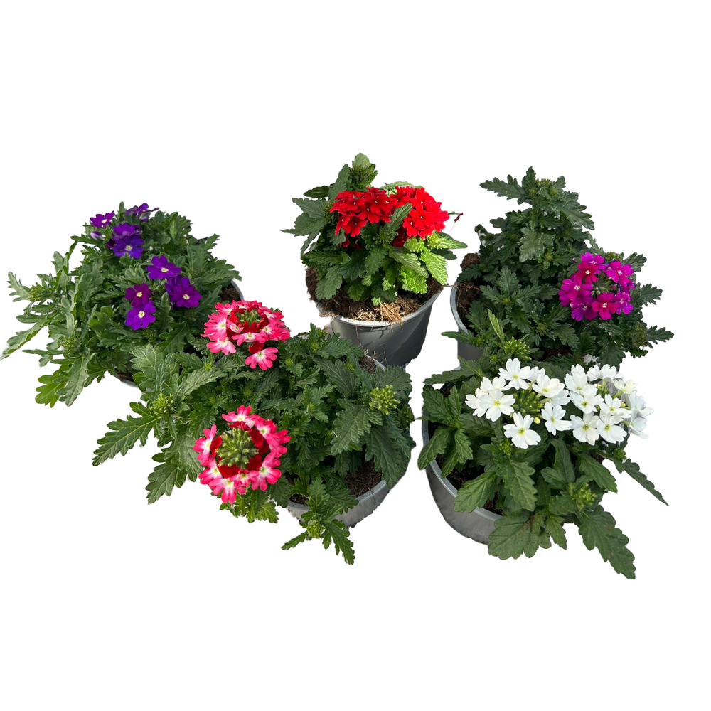 Verbena