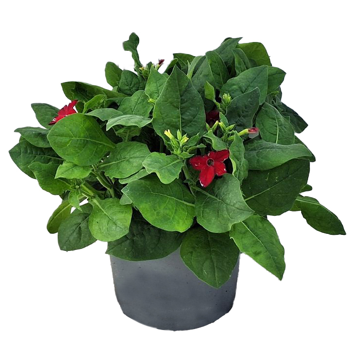 Nicotiana