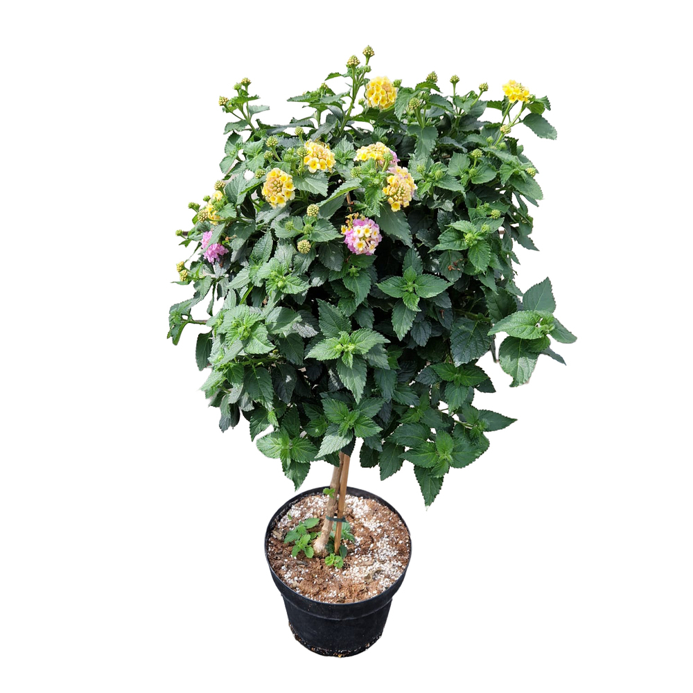 Lantana camara