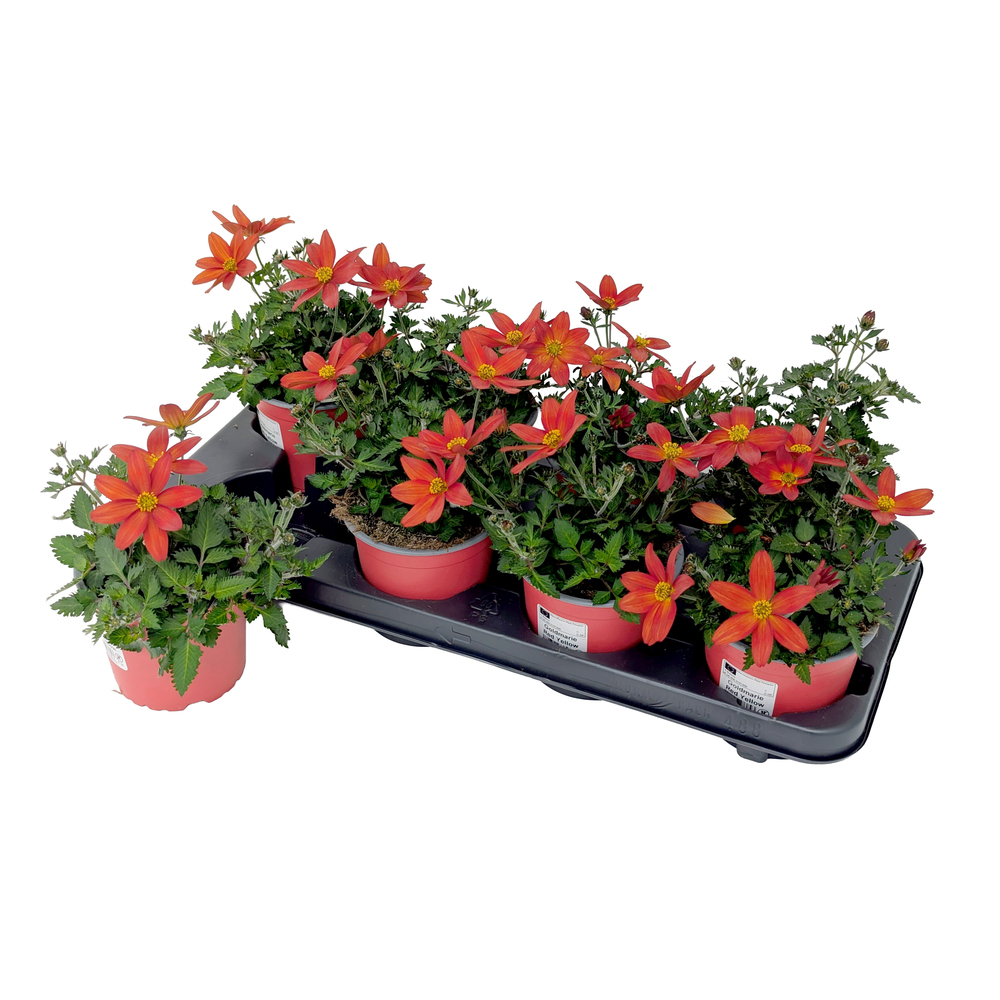 Bidens ferulifolia red yellow r9