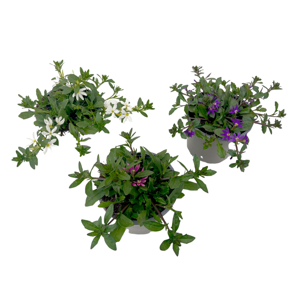 Scaevola aemula