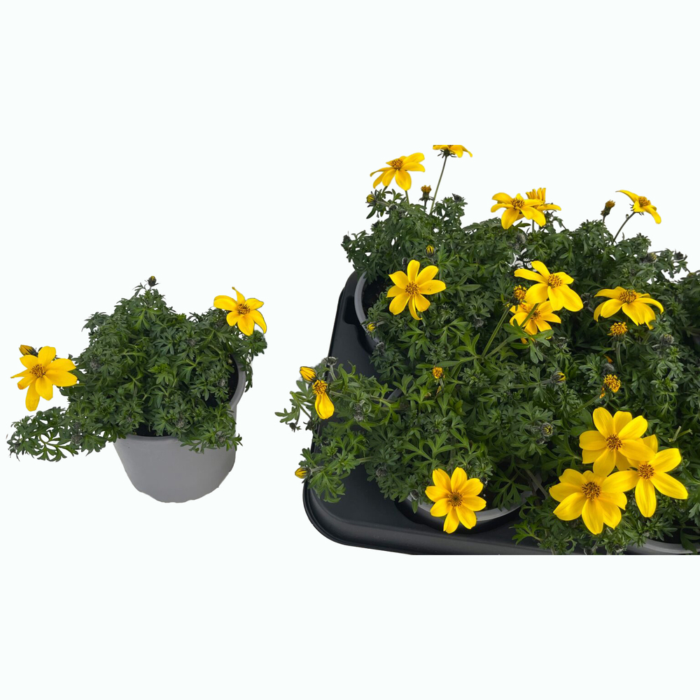 Bidens ferulifolia biggest sun