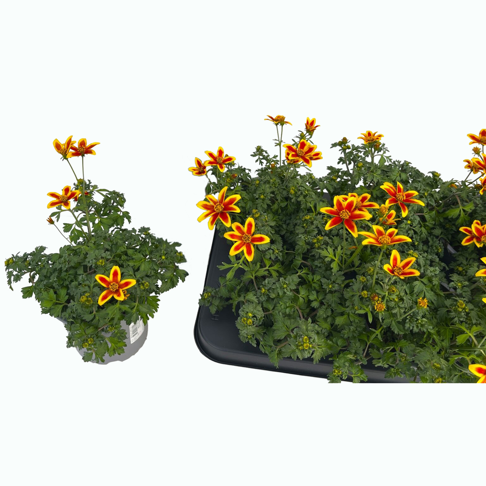 Bidens ferulifolia red stripes