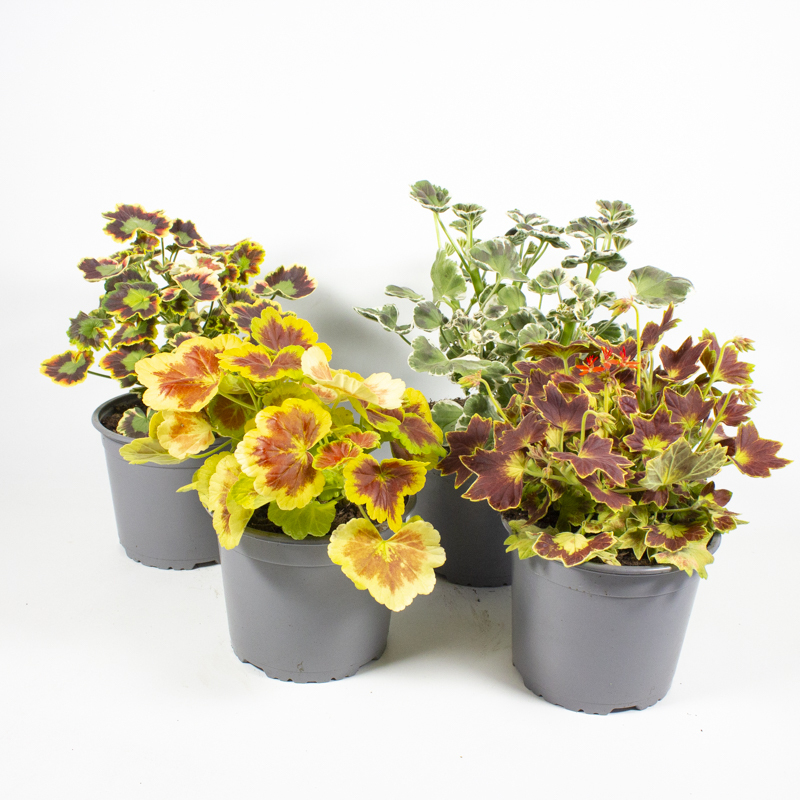Pelargonium zonale blattschmuckgeranie