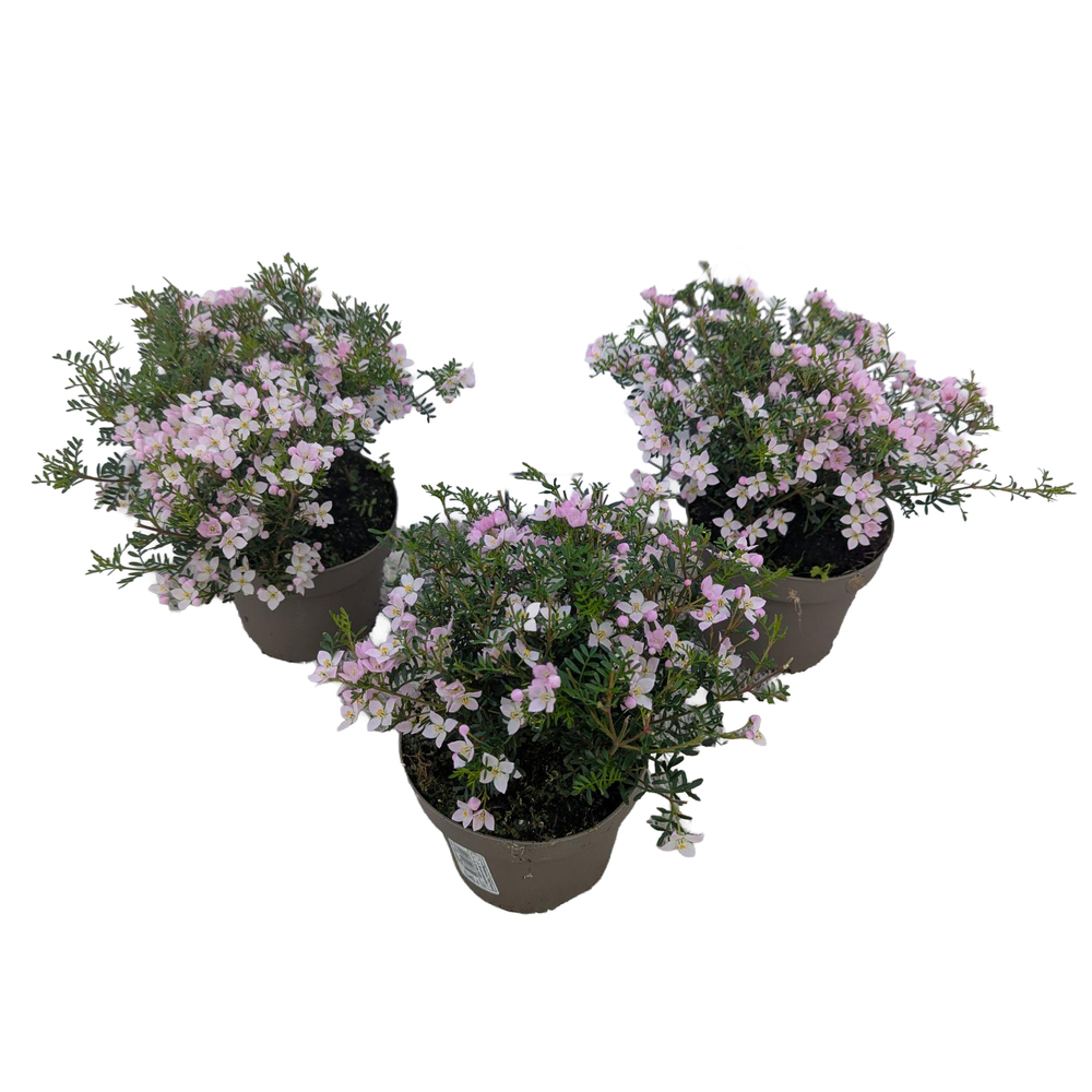 Boronia anemonifolia pink star