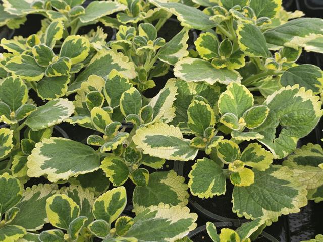 Plectranthus