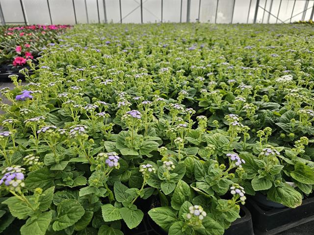 Sutera diffusa bacopa