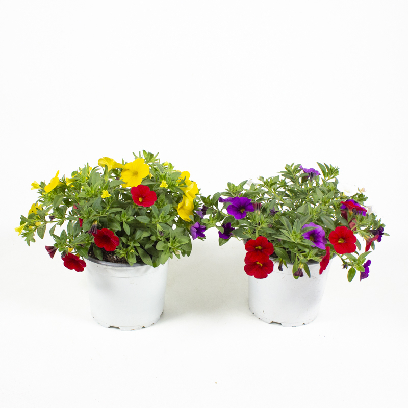 Calibrachoa cabaret trio