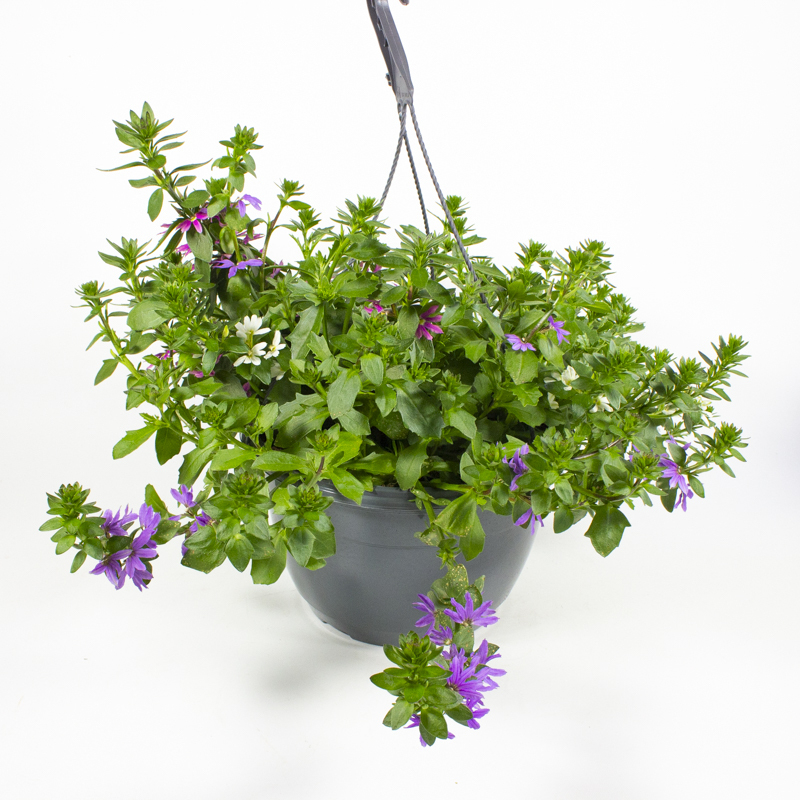 Scaevola aemula trio
