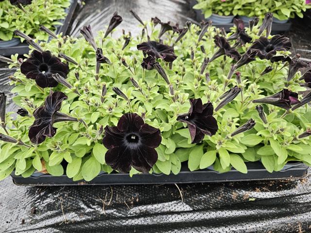Dichondra argenta silver falls