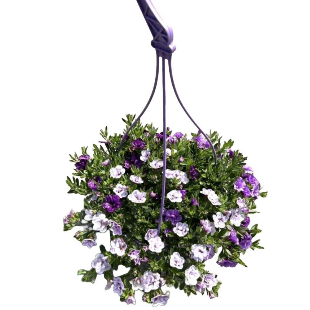 Calibrachoa trio