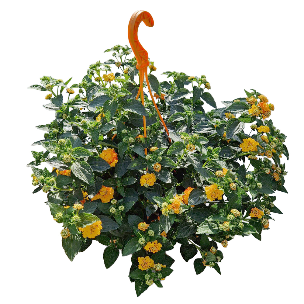 Lantana camara
