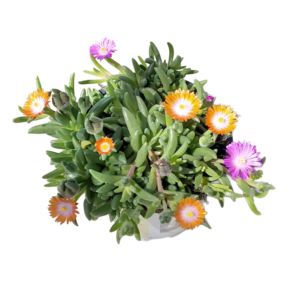 Delosperma cooperi twin