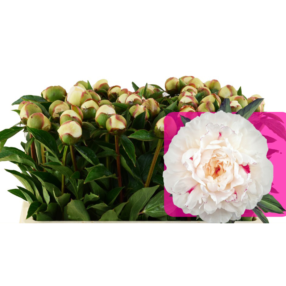 Paeonia lactiflora festiva maxima