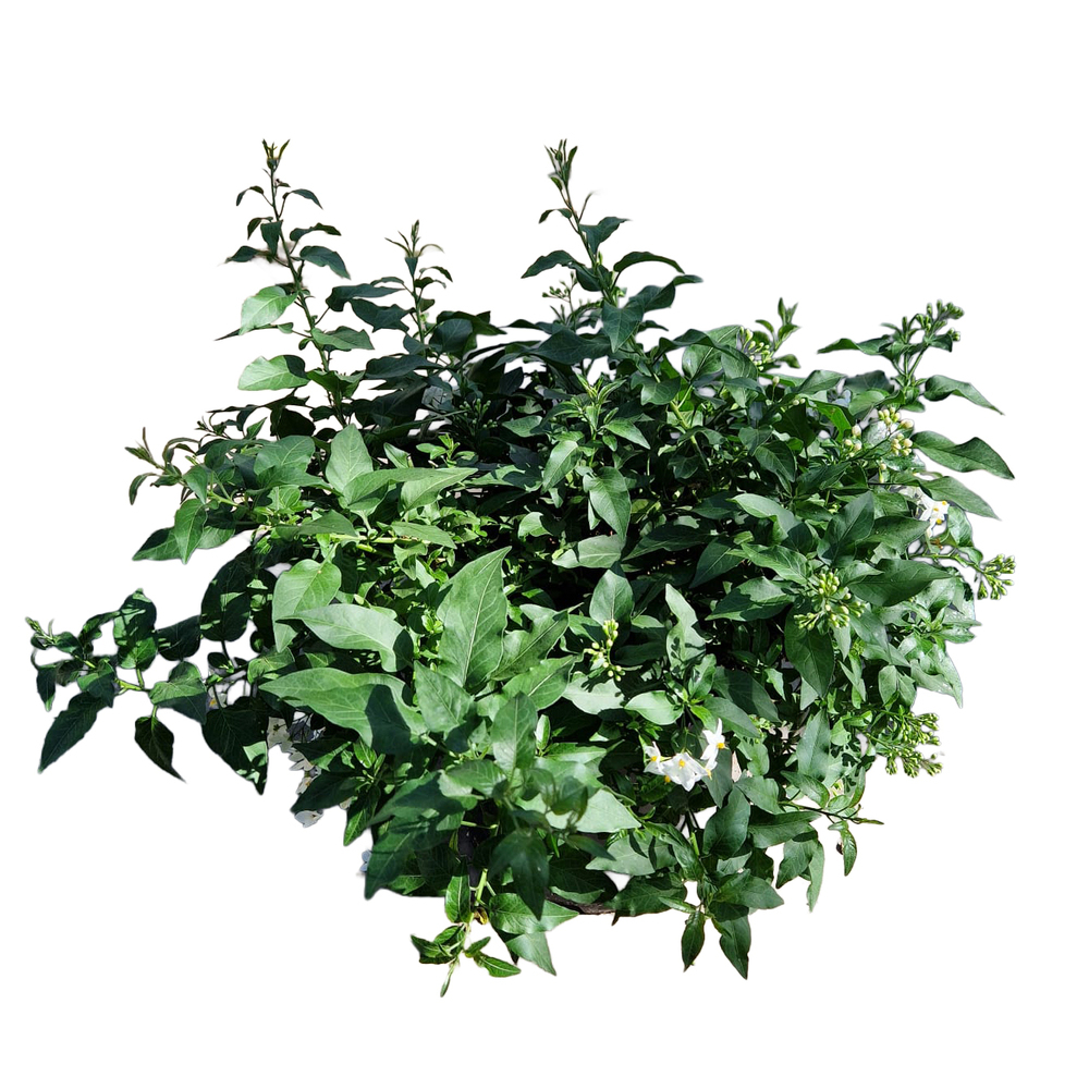 Solanum jasminoides