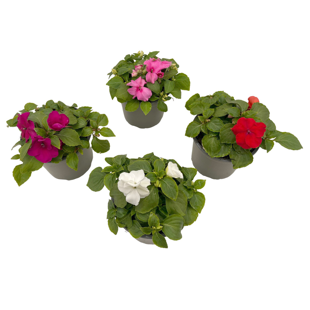 Impatiens walleriana
