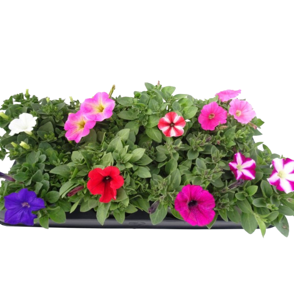 Petunia patia