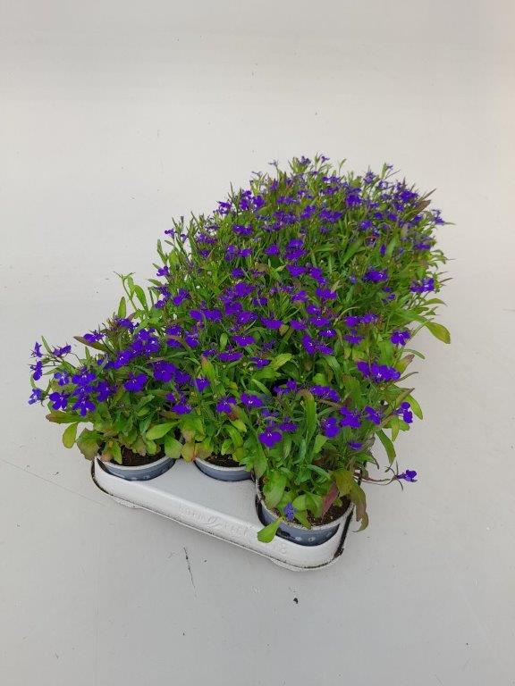 Lobelia