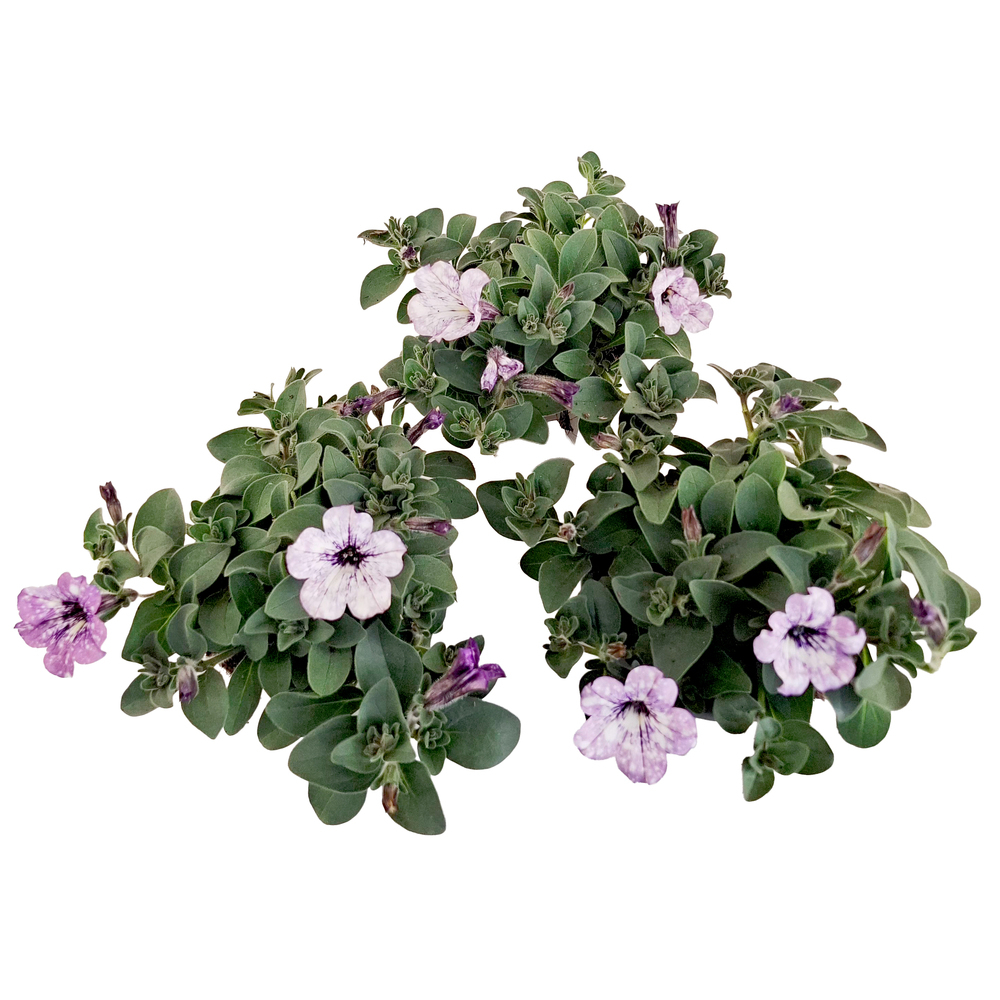 Petunia lavender sky