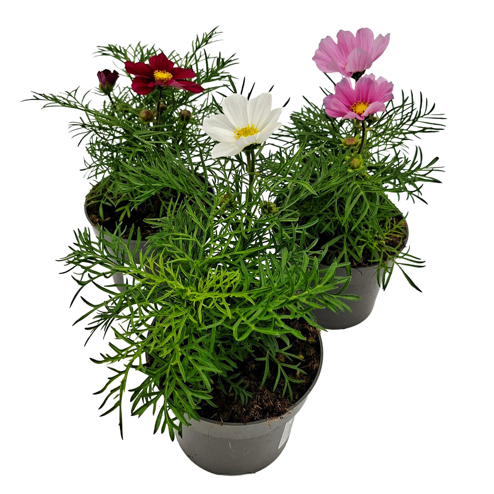 Cosmos bippinatus