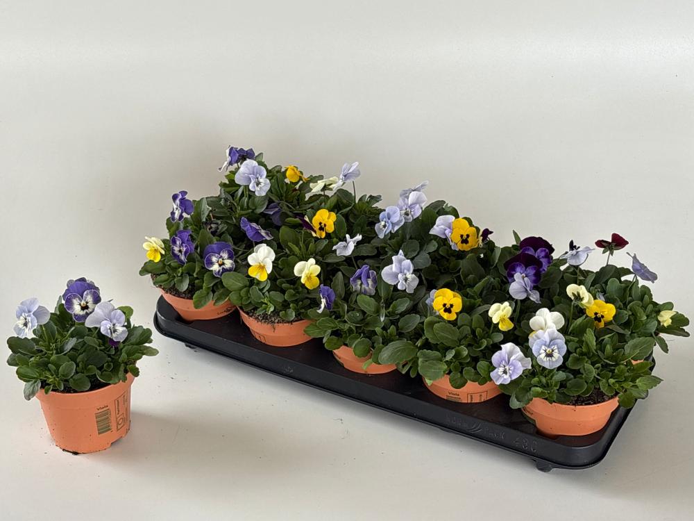 Viola