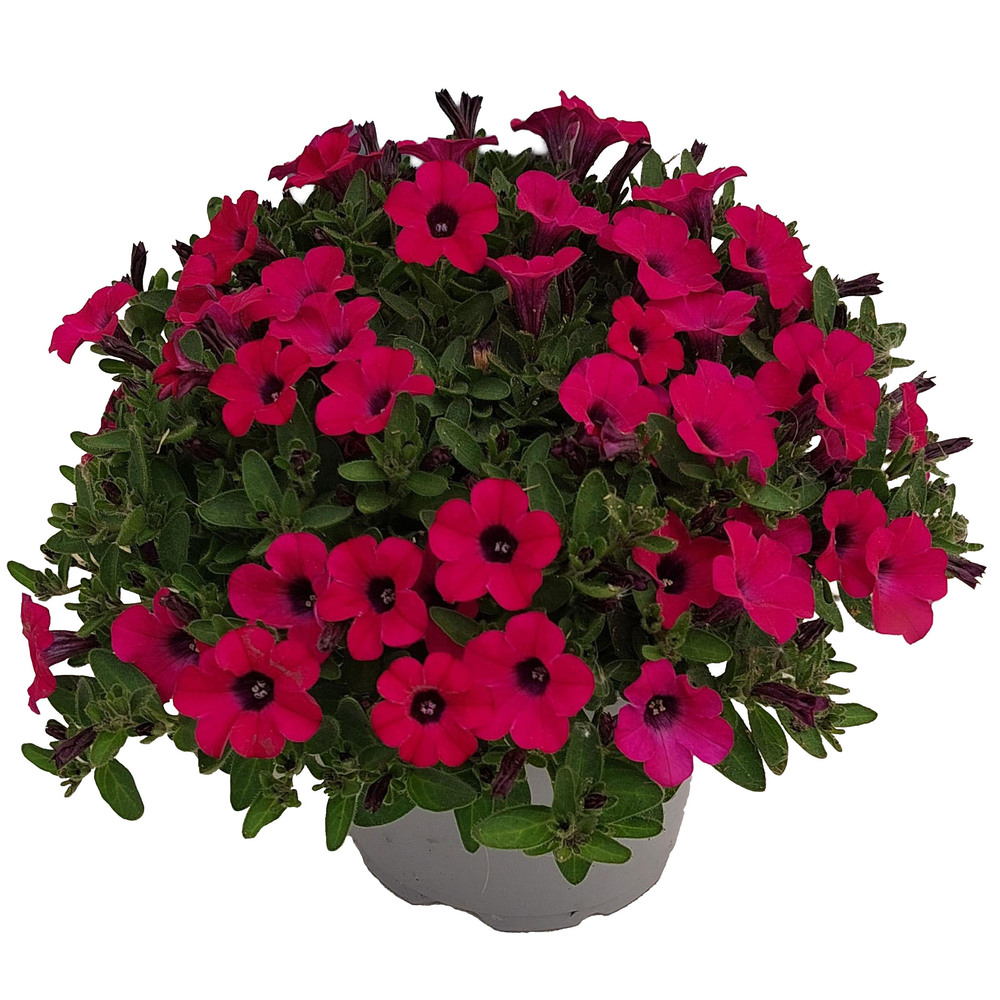 Petunia hybriden itsy purple