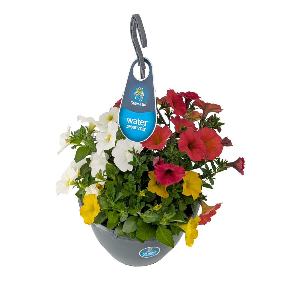 Petunia trio
