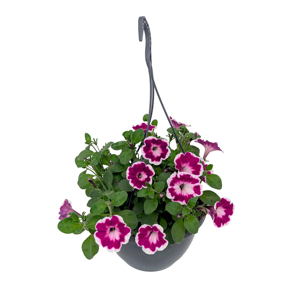 Petunia hybriden painted love