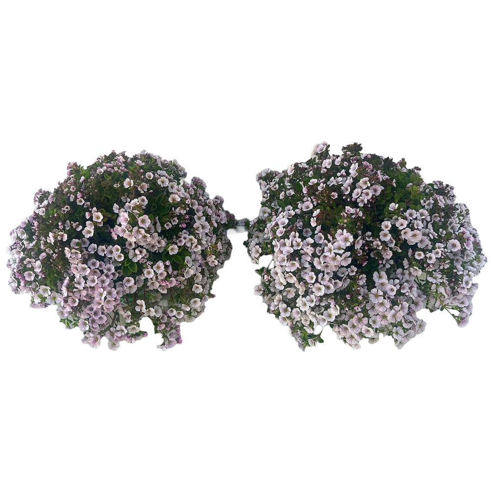 Gypsophila creatoides pretty maid