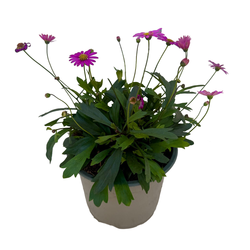 Brachyscome