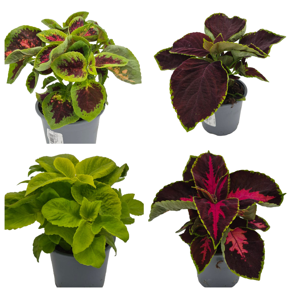 Coleus blumei