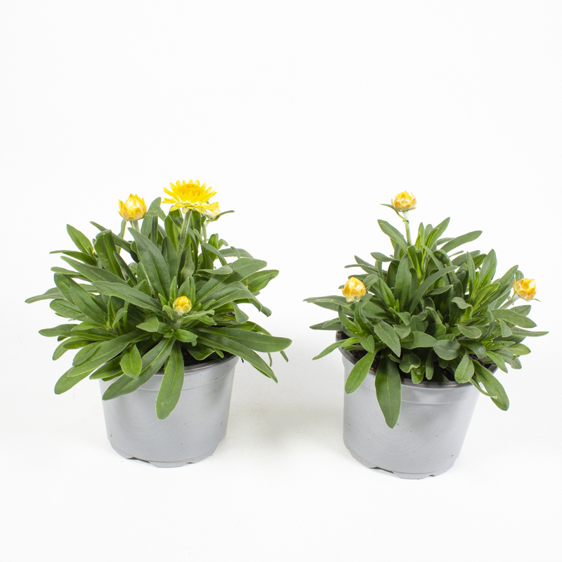 Bracteantha bracteatum