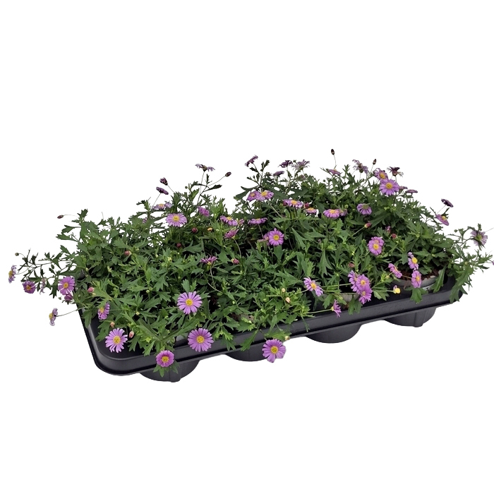 Brachyscome multifida brasco violet