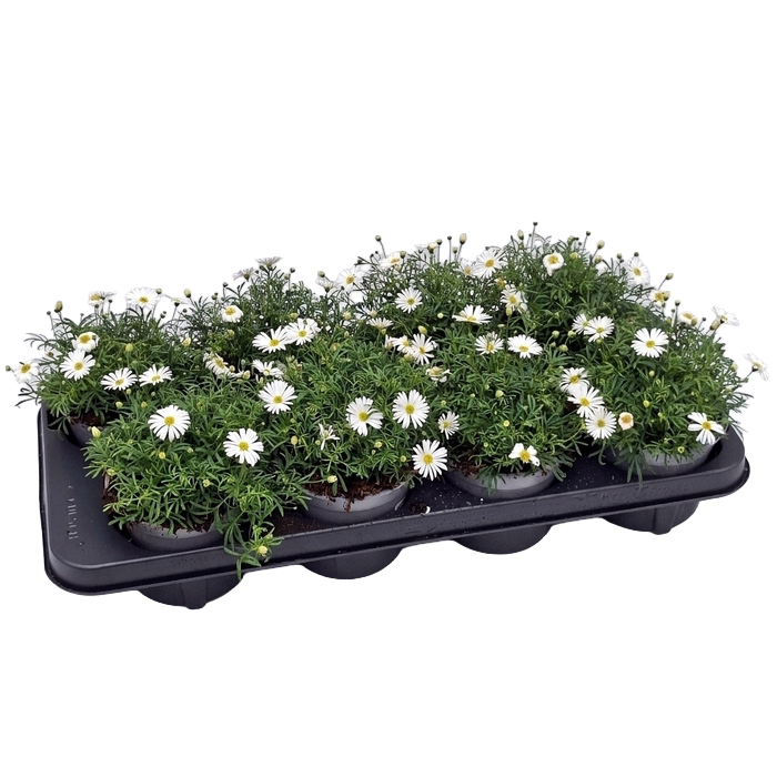 Brachyscome multifida surdaisy white