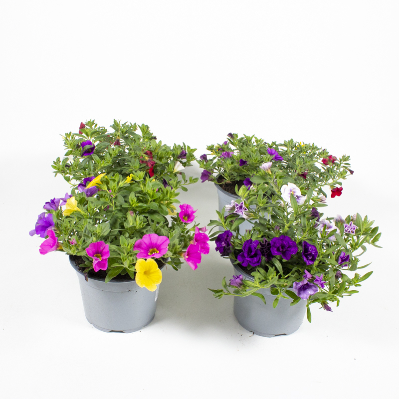 Calibrachoa trixi