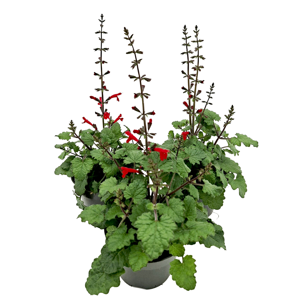 Salvia roemeriana