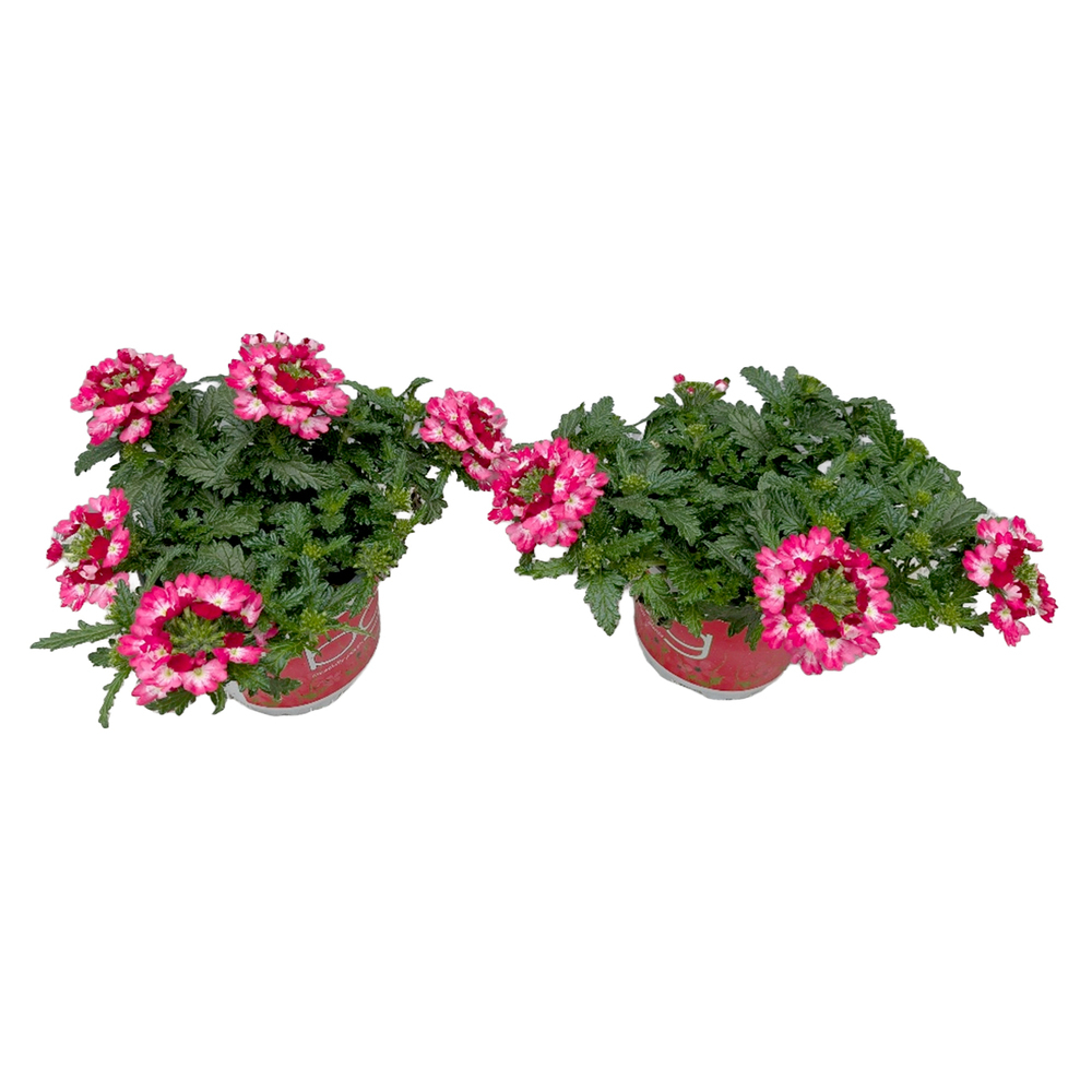 Verbena x hybrida drums red shades