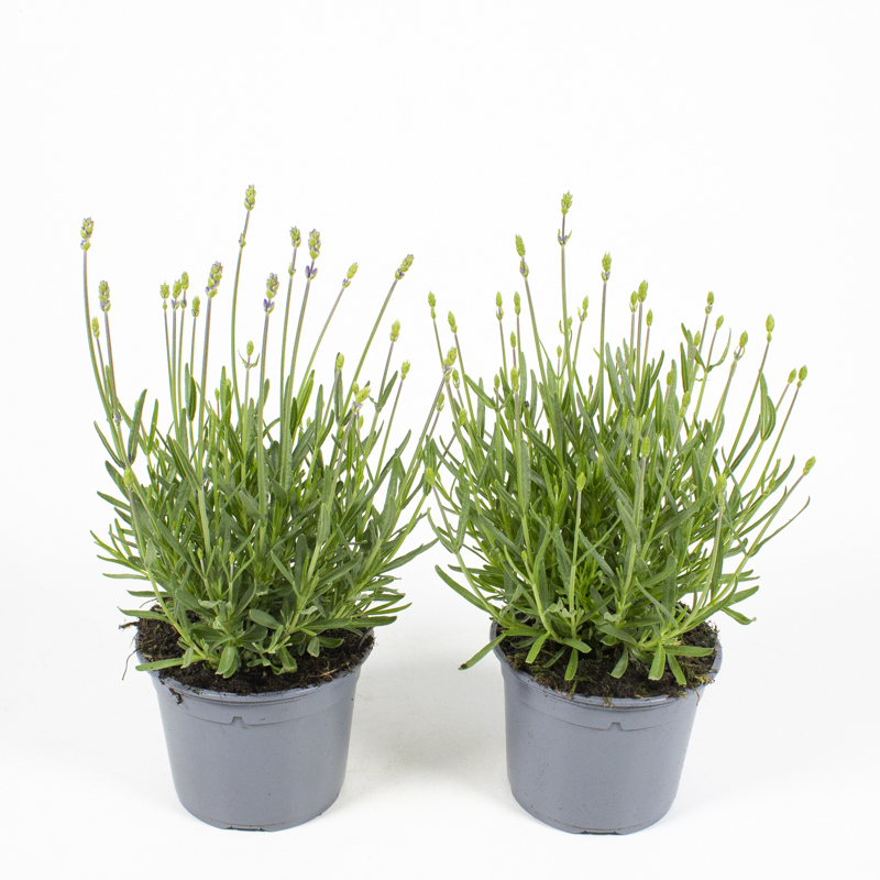 Lavandula angustifolia