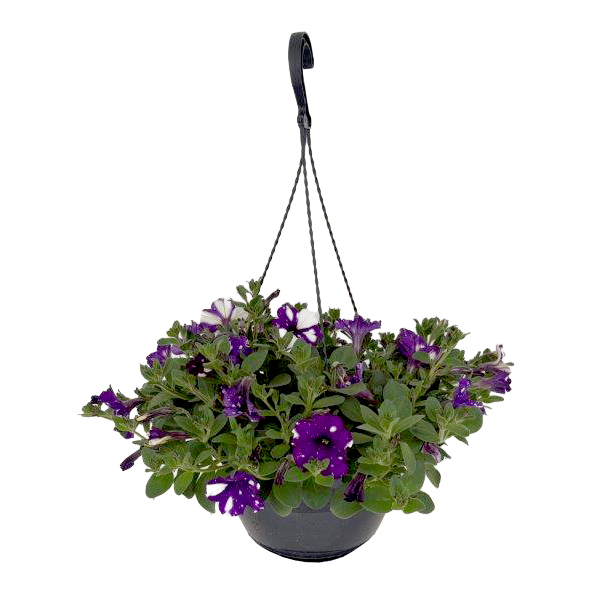 Petunia nightsky