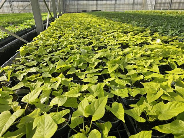Ipomoea