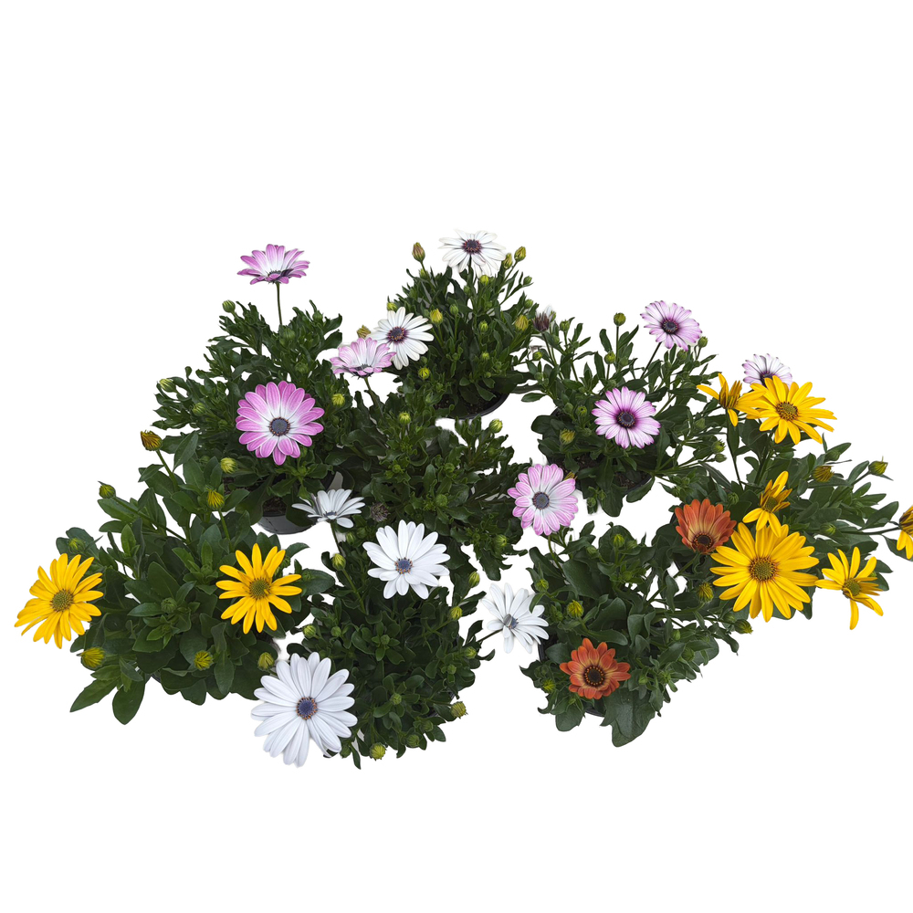 Osteospermum ecklonis sunny