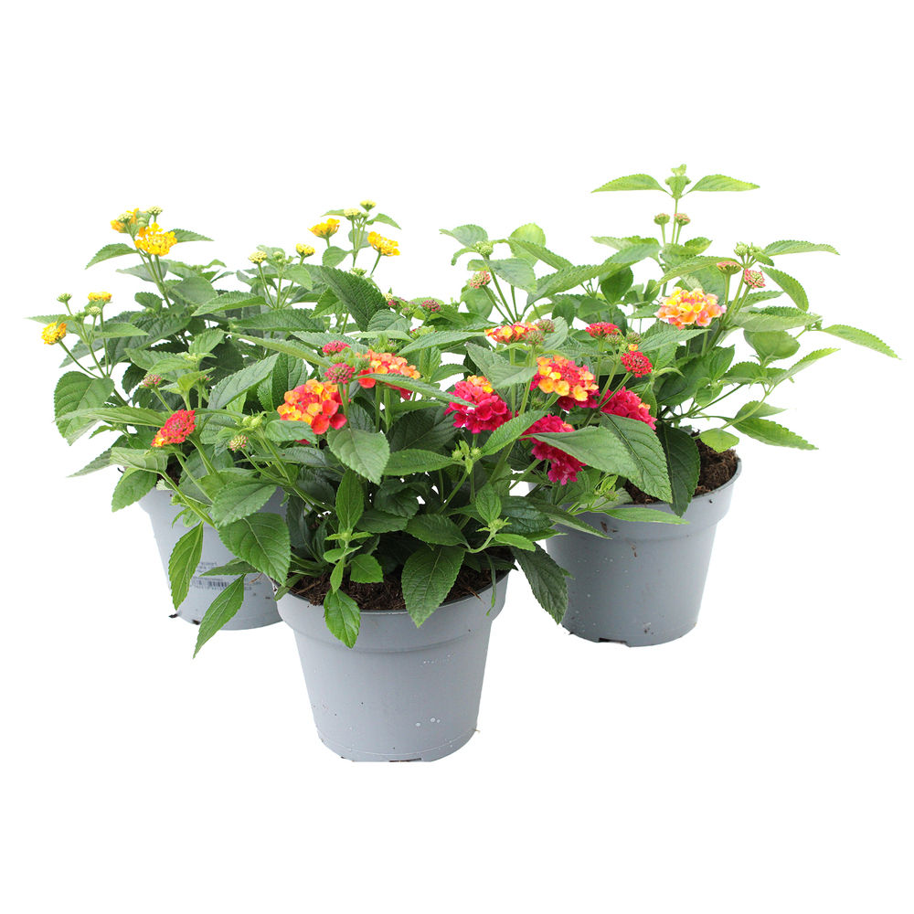 Lantana camara