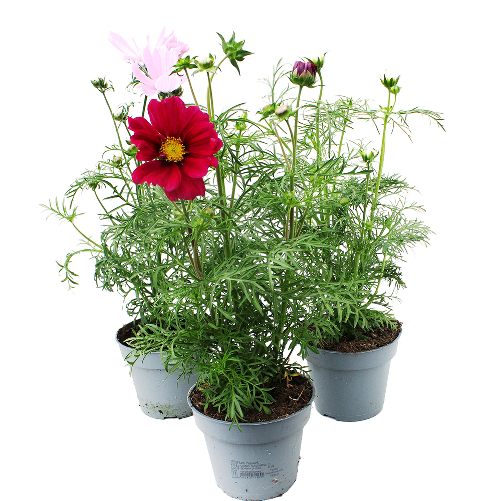 Cosmos bippinatus