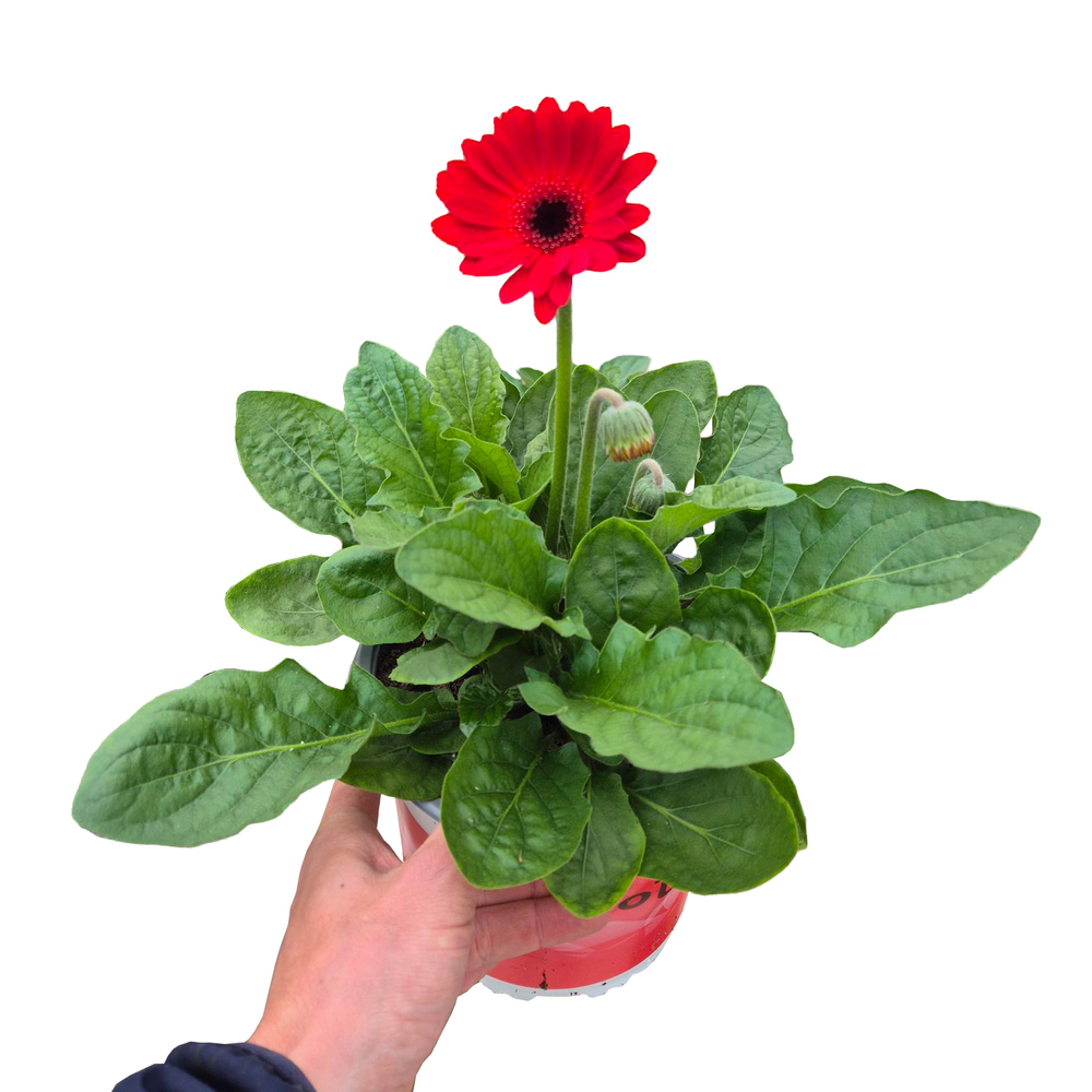 Gerbera jamesonii