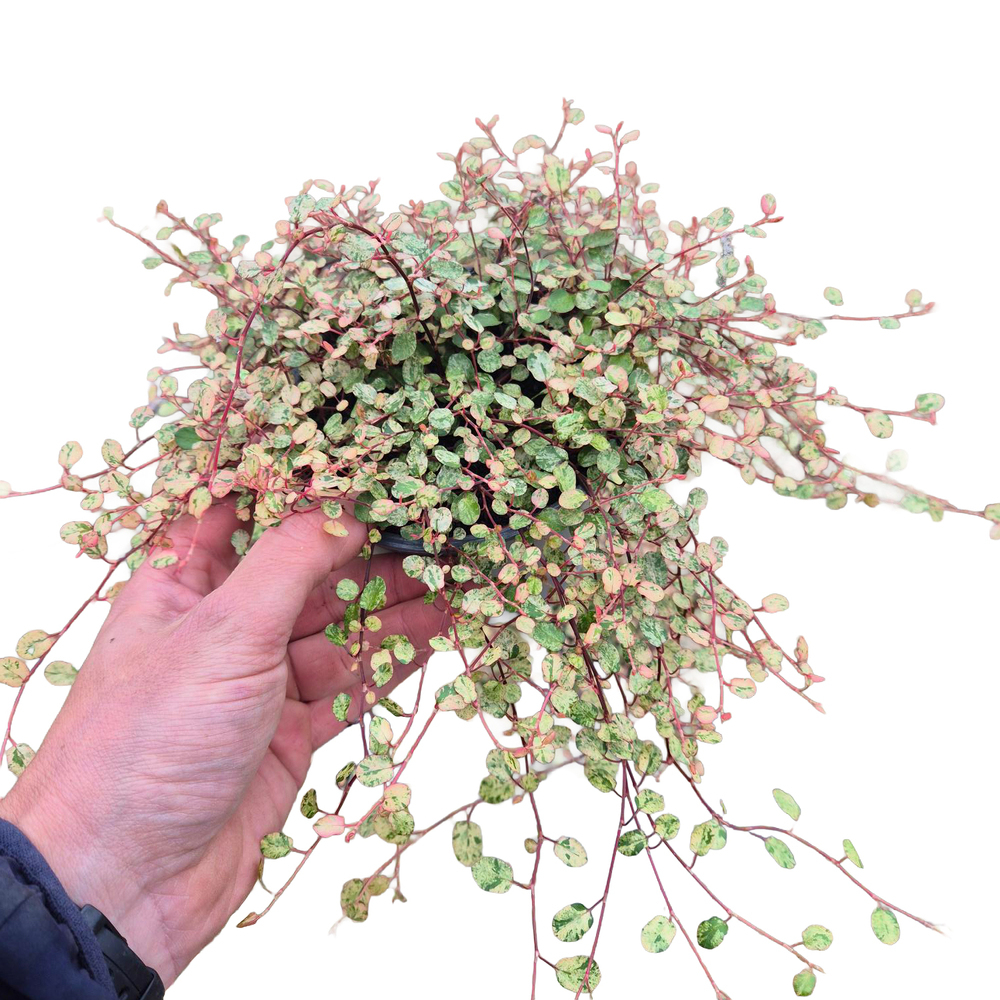Muehlenbeckia complexa