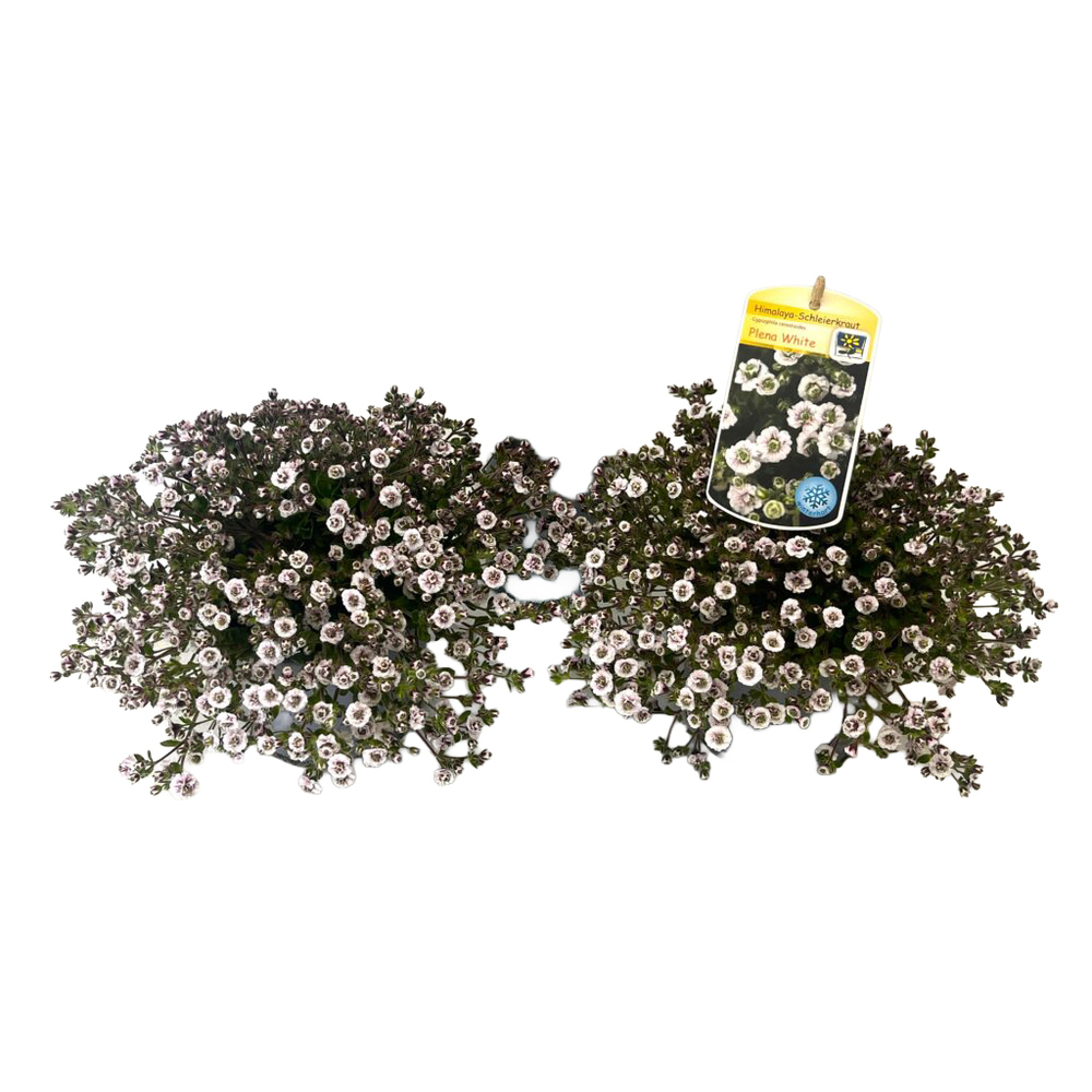 Gypsophila creatoides plena white