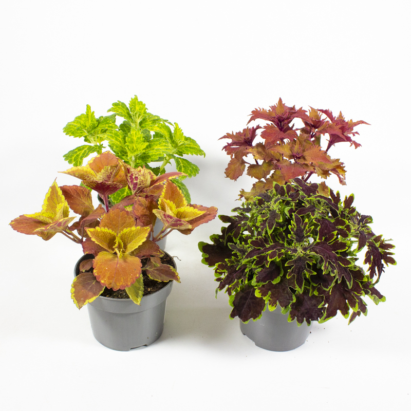 Coleus blumei